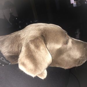 Meet your Posher, Charlie